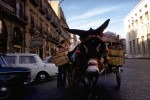 A23-Donkey1