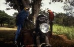 N8-Macaws