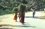 S16-FodderWomen