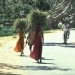 S16-FodderWomen