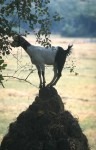 S29-GoaGoat