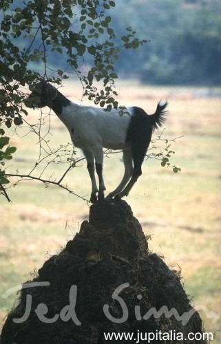 A goat in Goa
